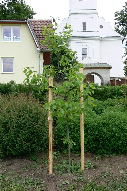 Zelená oáza, 26. 6. 2009